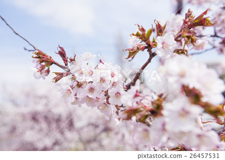 Cherry blossoms in full bloom (shallow depth of field) 26457531