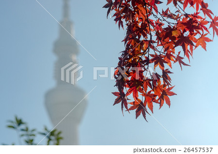 The leaves and distant sky tree silhouette 26457537