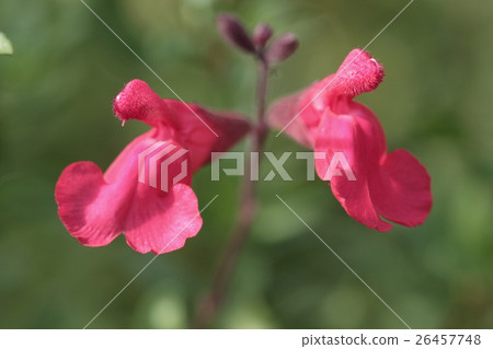 天然植物櫻桃鼠尾草，雙色紅色和白色粉紅色。它似乎是各種花色的初學者的草藥 26457748