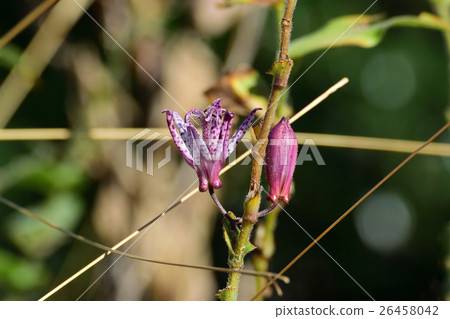 山野草充滿娛樂，Hototogisu 2 26458042