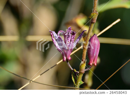 山野草充滿娛樂，Hototogisu 3 26458043