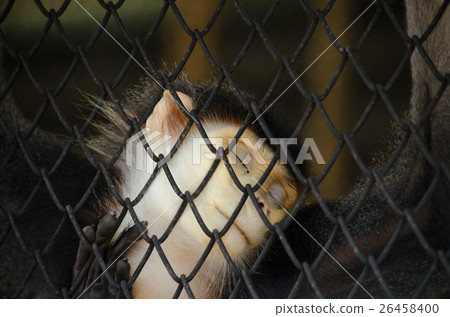 Red-shanked douc Red-shanked douc 26458400