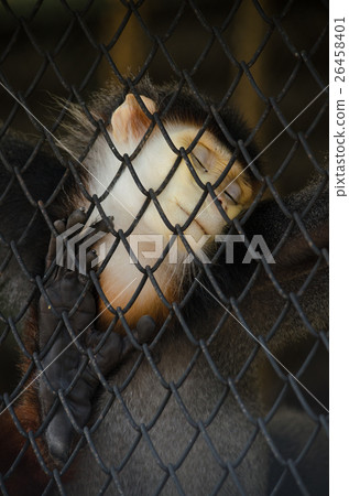 Red-shanked douc Red-shanked douc 26458401