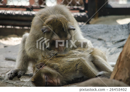 Assam macaque on the tree Assam macaque on the tree 26458402