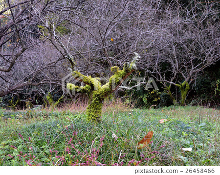 生苔李子森林,老李子樹 -  2 生苔李子森林,老李子樹 -  2 26458466