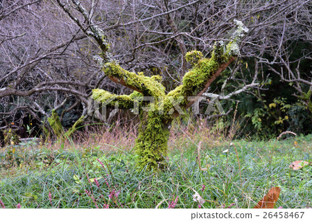 Mossu梅花林,老李子樹-3 Mossu梅花林,老李子樹-3 26458467