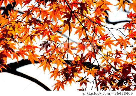 秋葉五顏六色的雞爪楓 秋葉五顏六色的雞爪楓 26458469