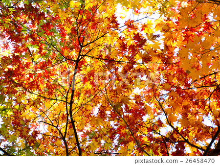 秋葉五顏六色的雞爪楓 秋葉五顏六色的雞爪楓 26458470