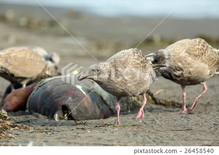 Pacific Gull eating dead seal on the beach. 26458540