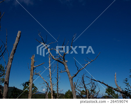 太平山步道 26459074