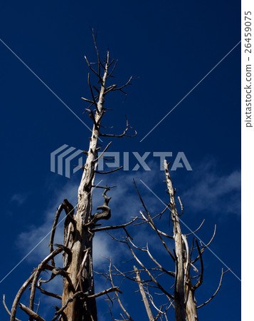 太平山步道 26459075