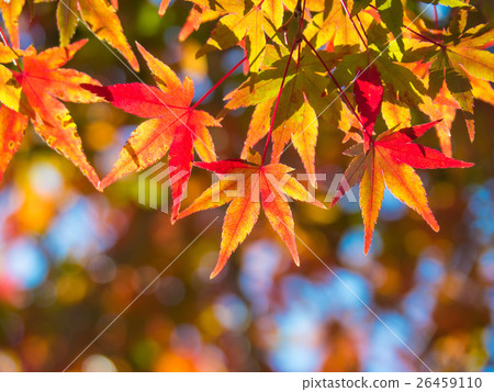 Bright autumn leaves Bright autumn leaves 26459110