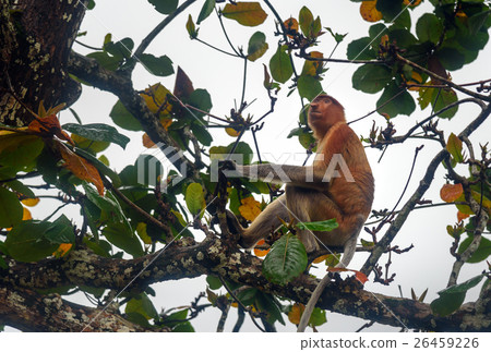 Proboscis Monkey with long nose 26459226