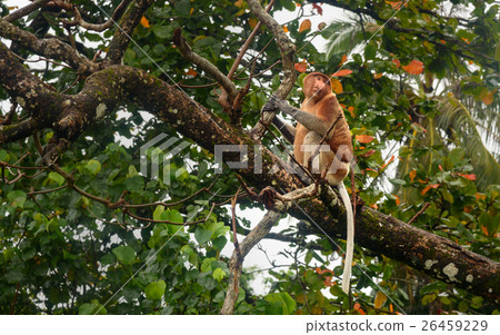 Proboscis Monkey with long nose 26459229