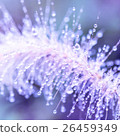 Close-up water drops on grass flowers 26459349