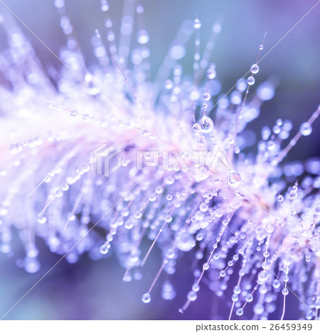 Close-up water drops on grass flowers Close-up water drops on grass flowers 26459349