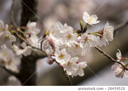 櫻花 26459528