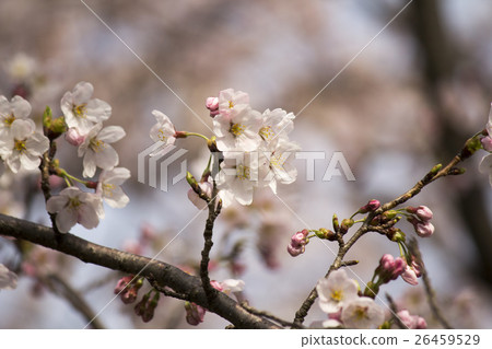 櫻花 櫻花 26459529