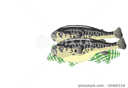 Blowfish 26460158