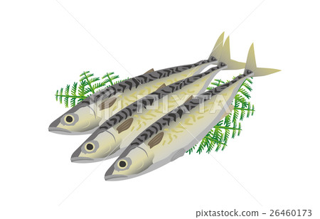  mackerel 26460173