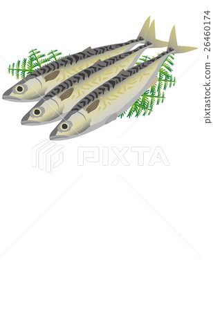  mackerel 26460174