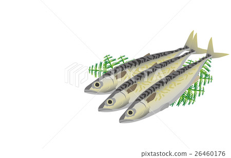  mackerel 26460176