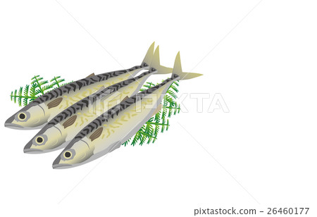  mackerel 26460177