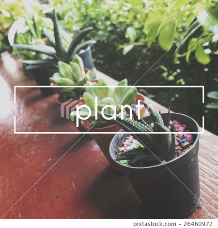 Summer Plant Ecology Botanical Concept Summer Plant Ecology Botanical Concept 26460972