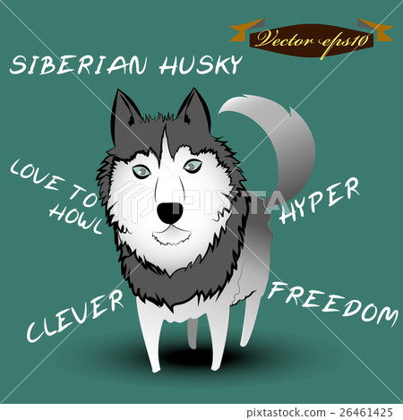 illustration design vector of siberian husky dog illustration design vector of siberian husky dog 26461425