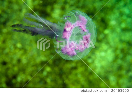 Jellyfish 26465990