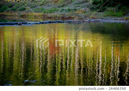 Flying stones across the river and trees appearing on the river surface Arashiyama Valley 26466398