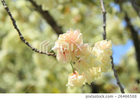 Turmeric cherry tree (in bloom ~ blooming finished) Turmeric cherry tree (in bloom ~ blooming finished) 26466508