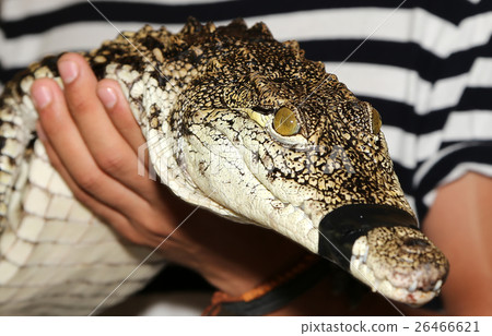 A closeup photo of a crocodile A closeup photo of a crocodile 26466621