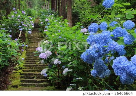 繡球寺 繡球寺 26466664