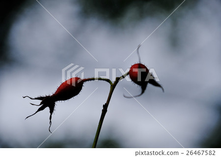 Rose hip Rose hip 26467582