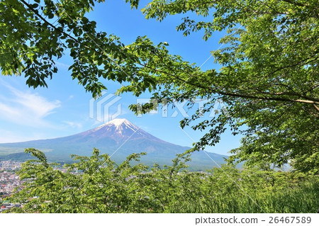 Mt. Fuji and fresh green leaf cherry blossoms 26467589