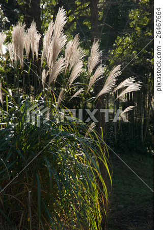 日本雪鬆的耳朵 26467664