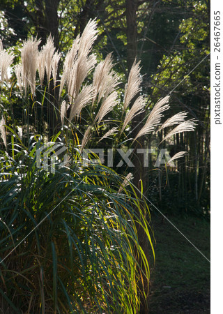 Ears of a Japanese cedar 26467665