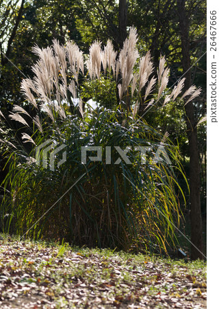 日本雪鬆的耳朵 26467666