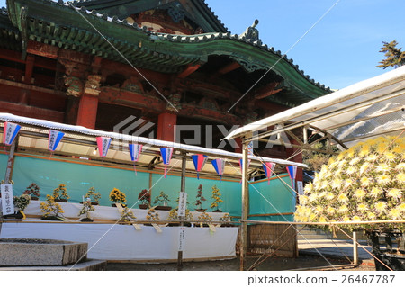 Kanto Chrysanthemum Festival (Okoin) 26467787