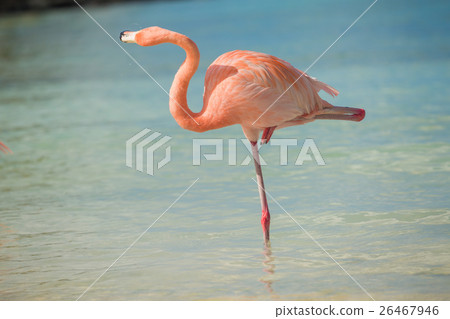 One flamingo on the beach 26467946