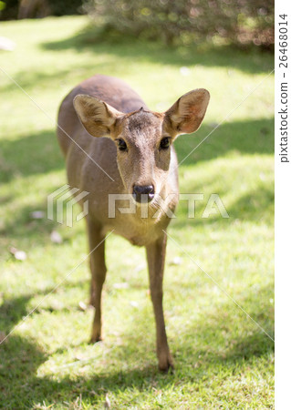 potrait female deer watching camera on park 26468014