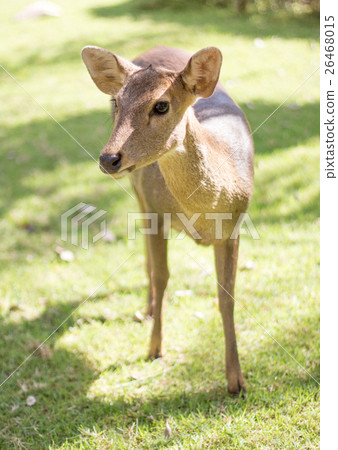 face of deer mammal animal in park face of deer mammal animal in park 26468015