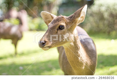 face of deer mammal animal in park 26468016