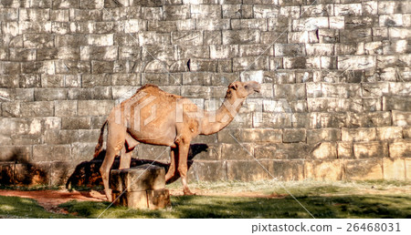 camel walking front of brick wall 26468031