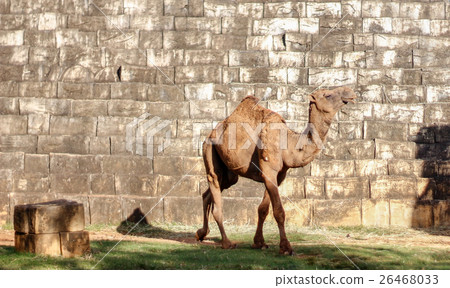camel walking front of brick wall camel walking front of brick wall 26468033