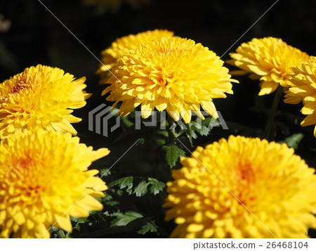 菊花 26468104