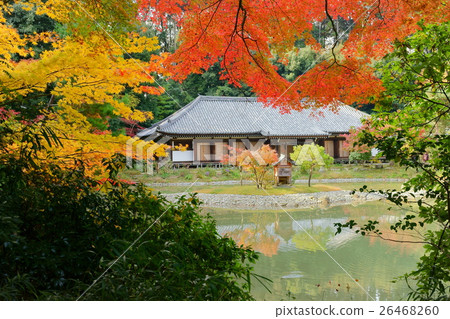 joruri 4時的秋天 26468260