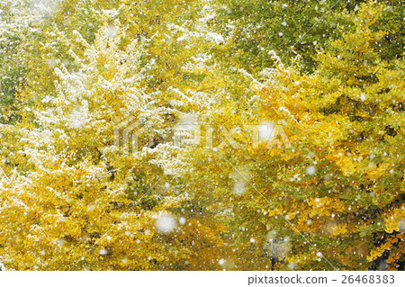 Ginkgo's autumn leaves and first snow 26468383