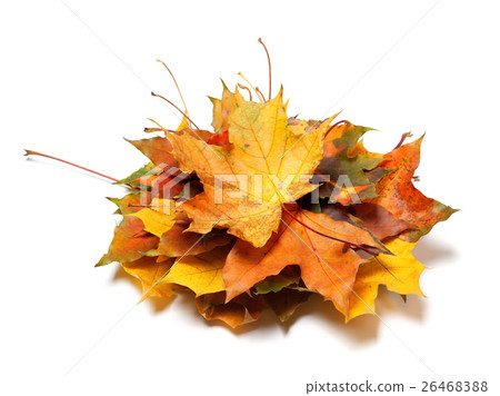 Pile of autumn maple leaves 26468388